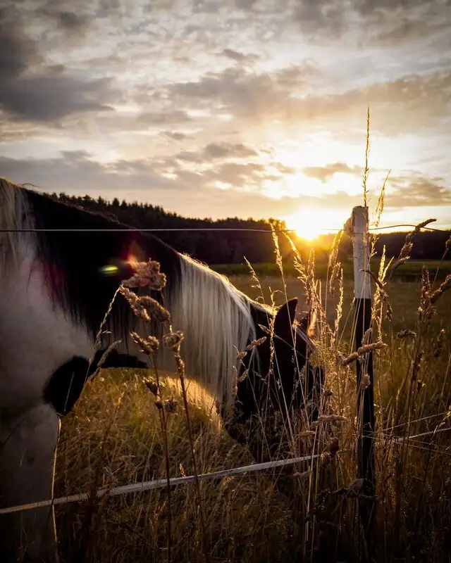 Abendgold im Feld