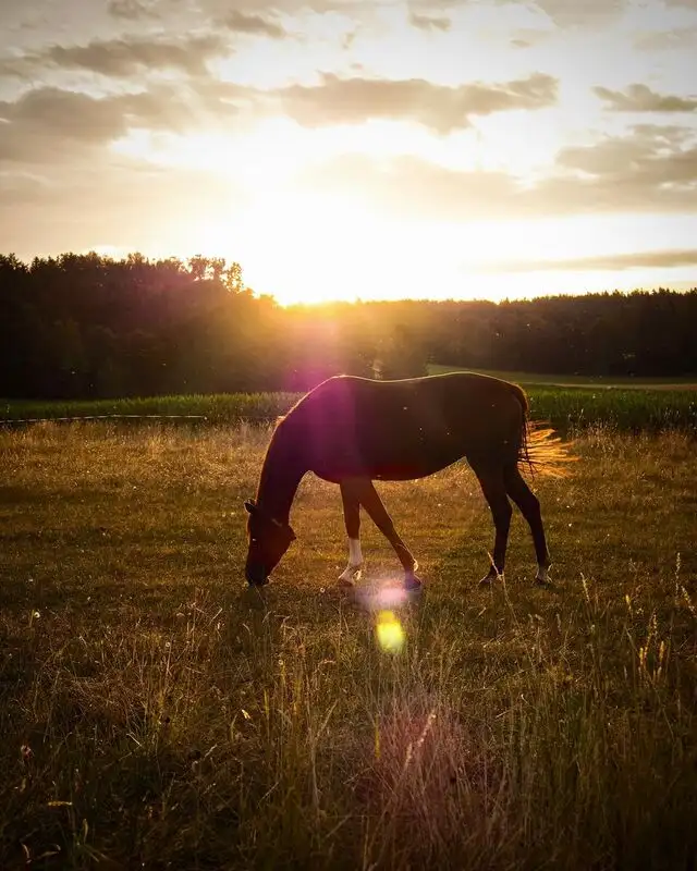 Pferd im Sonnenlicht