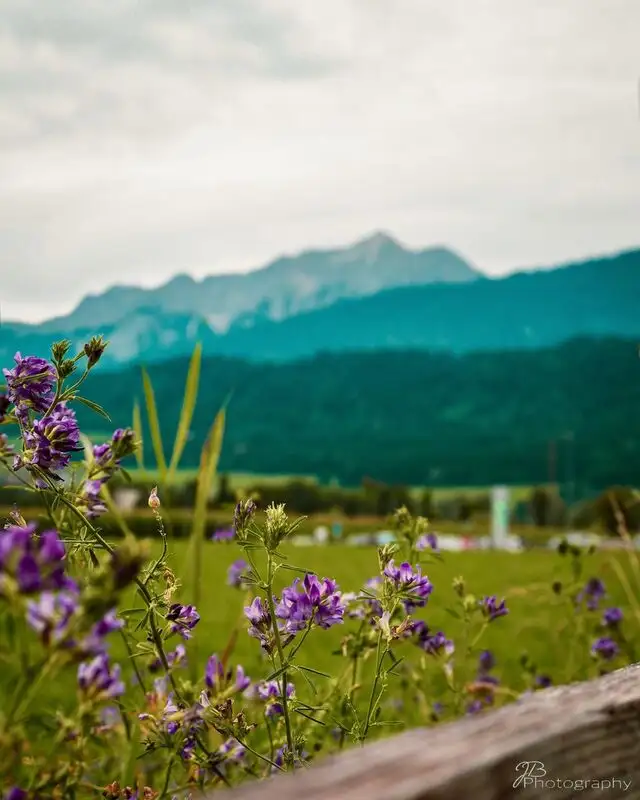 Berge und Blüten