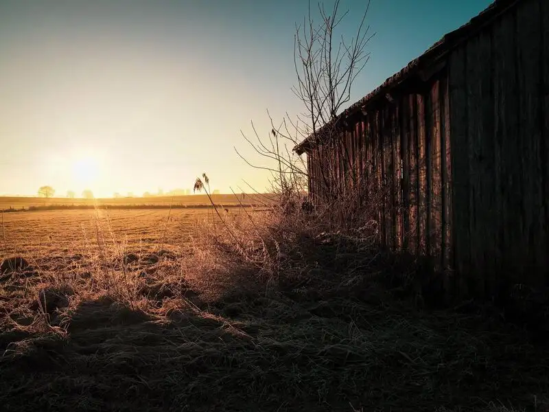 Morgenlicht am Feld
