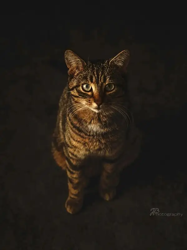 Der schmale Blick