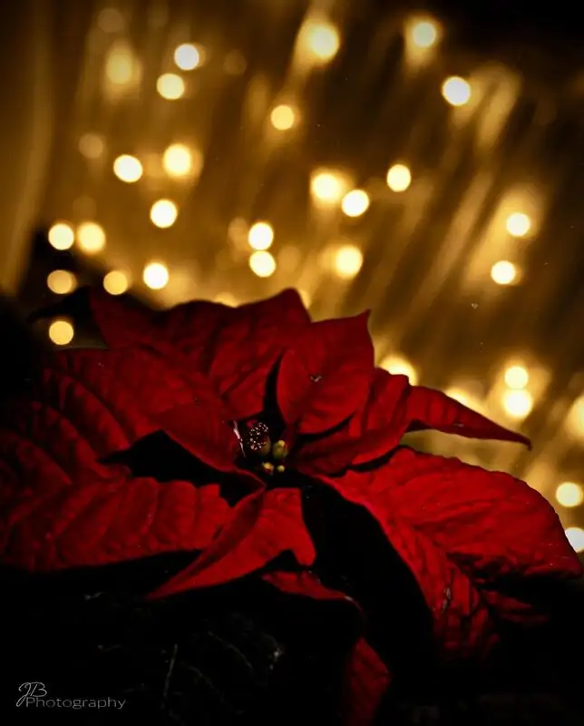 Roter Stern