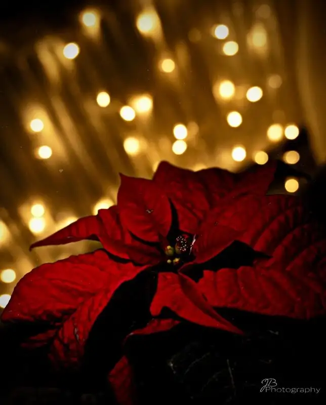 Weihnachtsstern