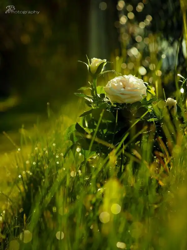 Weiße Rosen